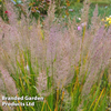 Calamagrostis brachytricha