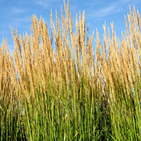 Calamagrostis x acutiflora 