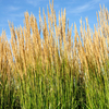 Calamagrostis x acutiflora 