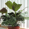 Calathea 