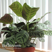 Calathea 