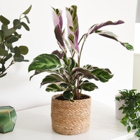 Calathea 
