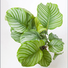 Calathea orbifolia (House Plant)