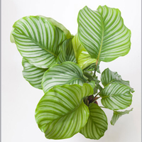 Calathea orbifolia (House Plant)