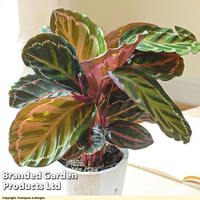 Calathea roseopicta 