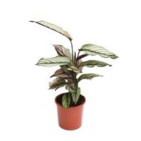 Calathea 