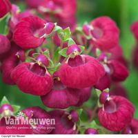Calceolaria 