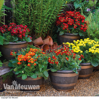 Calceolaria Calynopsis Collection