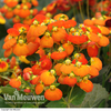 Calceolaria 