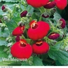 Calceolaria 