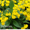 Calceolaria 