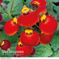 Calceolaria 