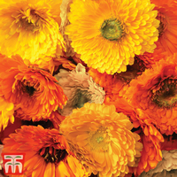 Calendula 
