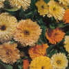 Calendula 