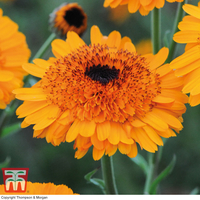 Calendula 