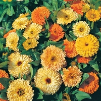 Calendula officinalis 