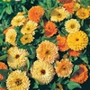 Calendula officinalis 
