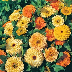 Calendula officinalis 