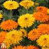 Calendula officinalis 