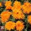 Calendula officinalis 
