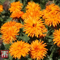Calendula officinalis 