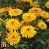 Calendula officinalis 