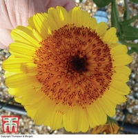 Calendula officinalis 