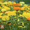 Calendula officinalis 