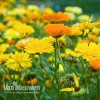 Calendula officinalis 