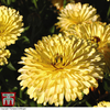 Calendula officinalis 