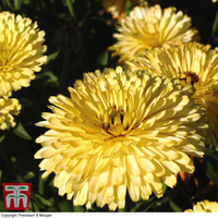 Calendula officinalis 