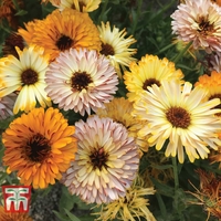 Calendula officinalis 