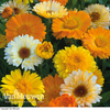 Calendula officinalis 