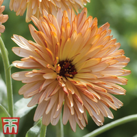 Calendula 
