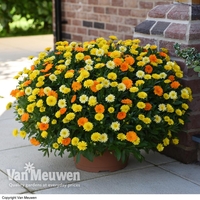 Calendula 