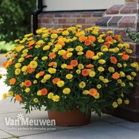 Calendula 