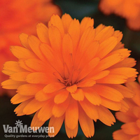 Calendula 