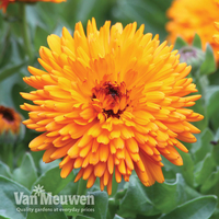 Calendula 
