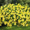 Calibrachoa Lemon Slice - 20 plug plants
