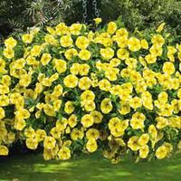 Calibrachoa Lemon Slice - 20 plug plants
