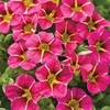 Calibrachoa Superbells Cherry Star - 10 plug plants