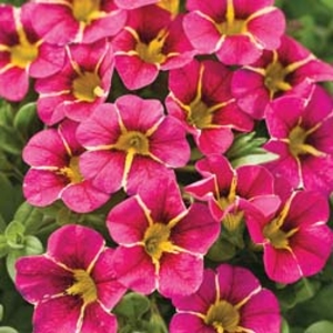 Calibrachoa Superbells Cherry Star - 10 plug plants