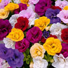 Calibrachoa 