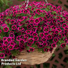 Calibrachoa 