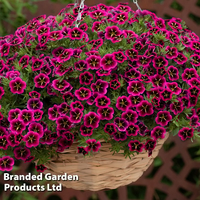 Calibrachoa 