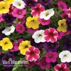 Calibrachoa 
