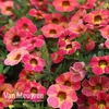 Calibrachoa Calita 