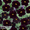 Calibrachoa 