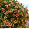 Calibrachoa 