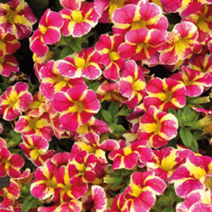 Calibrachoa 